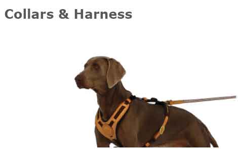 dog collars and harness